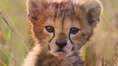 Born in Africa Season 1 Episode 4 - The Circle of Life