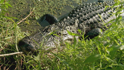 Swamp People Season 15 Episode 10 - King for a Day