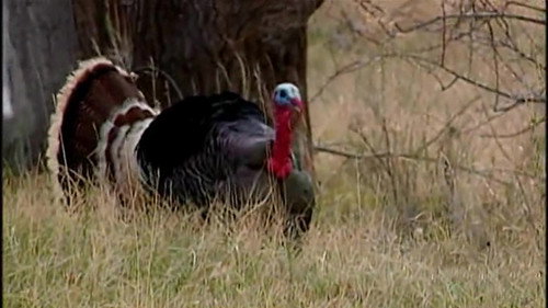 The Turkey still