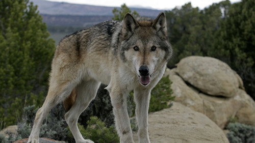 Nature Season 27 Episode 4 - The Wolf That Changed America