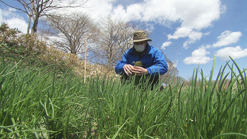 Wild Hokkaido! Season 5 Episode 9 - Wild Vegetable Picking in Shiraoi