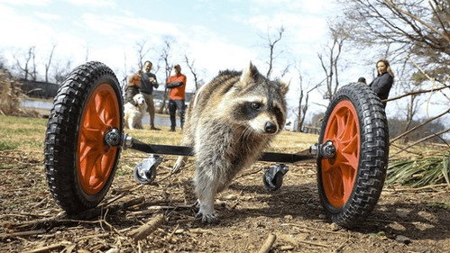 The Wizard of Paws Season 4 Episode 2 - Raccoon-ing and Rolling