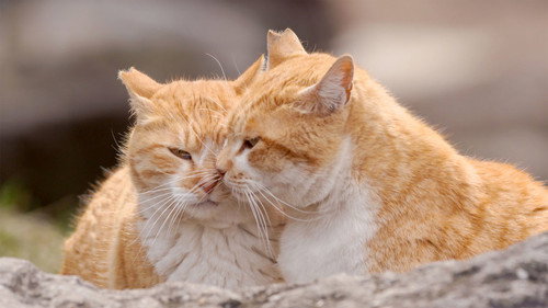 A Cat's-Eye View of Japan Season 2 Episode 9 - Kanagawa: Hospitality in Hakone