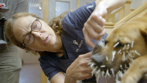 Dr. Oakley, Yukon Vet Season 9 Episode 9 - If Looks Could Quill