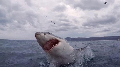 When Sharks Attack Season 5 Episode 5 - The Shark Bite State