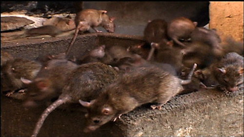 NOVA Season 36 Episode 12 - Rat Attack