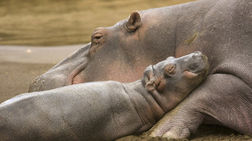 Nature Season 28 Episode 2 - Born Wild: The First Days of Life