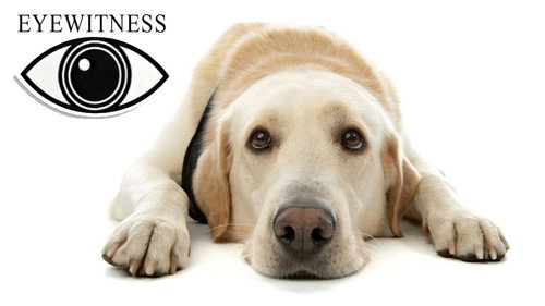 Eyewitness Season 1 Episode 5 - Dog