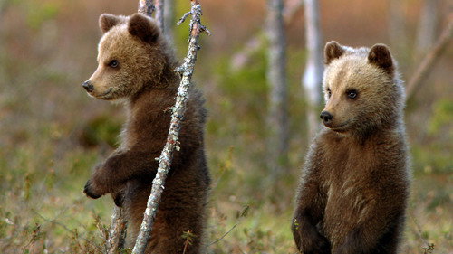 Wild Scandinavia Season 1 Episode 3 - Finland