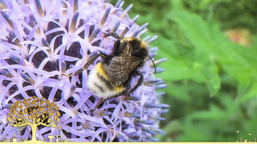 Gardeners' World Season 55 Episode 25 - Episode 25