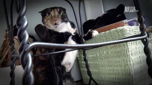My Cat from Hell Season 5 Episode 8 - Mama Mia!