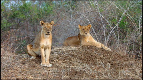 Africa's Hunters Season 3 Episode 1 - Kimba's Rise