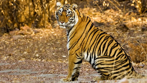 Natural World Season 31 Episode 8 - Tiger Dynasty