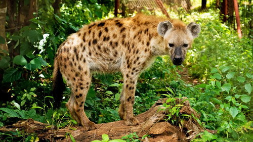 Malawi Wildlife Rescue Season 1 Episode 4 - Big Buck Chase