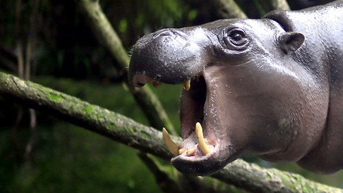 Natural World Season 34 Episode 5 - The Pygmy Hippo: A Very Secret Life