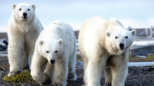 Foreign Correspondent Season 28 Episode 24 - At the Edge of the Earth - Alaska