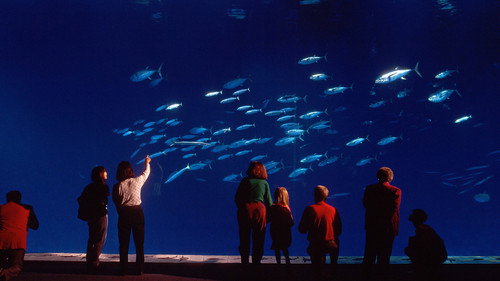 Nature Season 24 Episode 6 - Oceans in Glass: Behind the Scenes of the Monterey Bay Aquarium