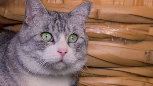A Cat's-Eye View of Japan Season 2 Episode 21 - Saitama: Kitty Hospitality in Kawagoe