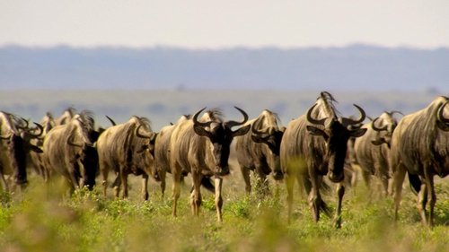 Our Planet Season 1 Episode 1 - One Planet