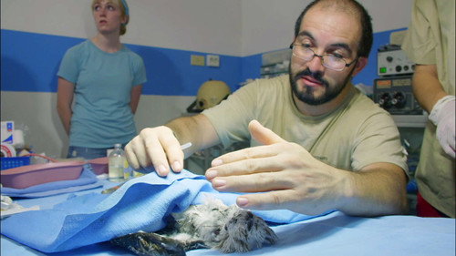 Nature Season 34 Episode 16 - Jungle Animal Hospital
