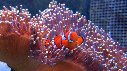 Great Barrier Reef with David Attenborough Season 1 Episode 3 - Survival