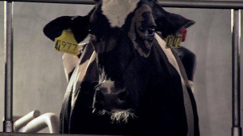 Modern Marvels Season 15 Episode 1 - Milk