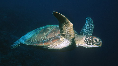 Nature Season 25 Episode 10 - Voyage of the Lonely Turtle