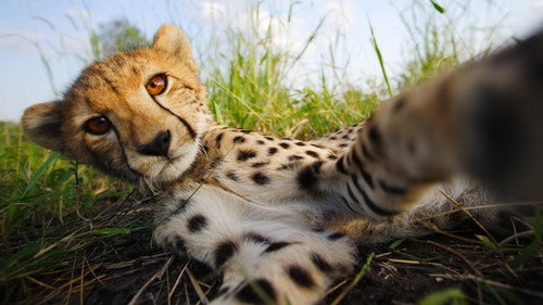 Nature Season 36 Episode 5 - The Cheetah Children