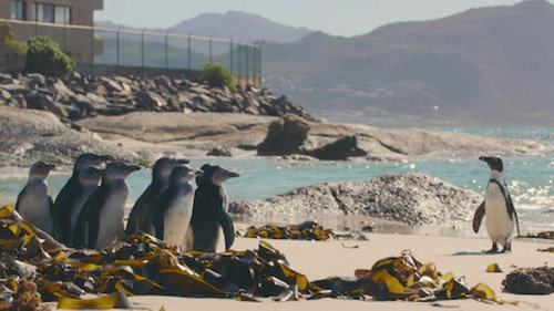Penguin Town Season 1 Episode 8 - Learning to Fly