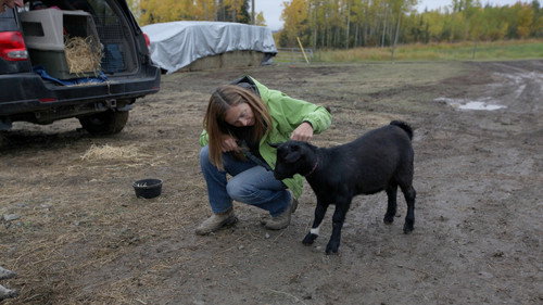 Dr. Oakley, Yukon Vet Season 1 Episode 1 - Fly Like an Eagle