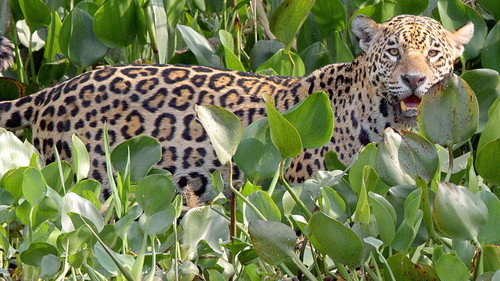Brazil Untamed Season 1 Episode 10 - The Pantanal
