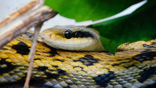 Nature Season 14 Episode 12 - Victims of Venom