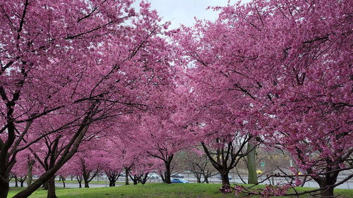 Japanology Plus Season 1 Episode 5 - Cherry Trees