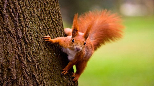 Nature Season 37 Episode 4 - A Squirrel's Guide to Success