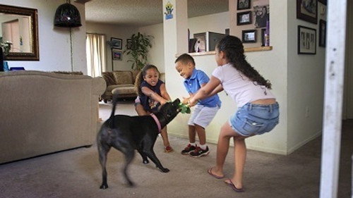 Cesar 911 Season 2 Episode 7 - Raging Pit Bull