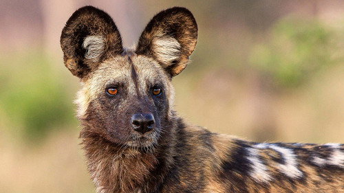 Deadly 60 Season 5 Episode 10 - Saving Wild Dogs