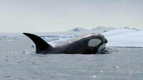 Nature Season 43 Episode 8 - Expedition Killer Whale