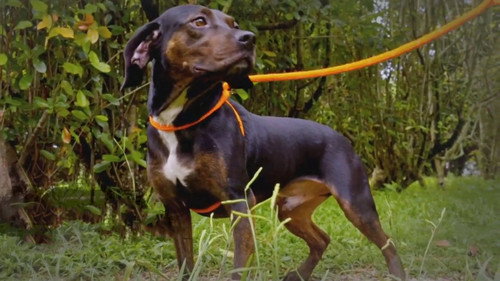 Pit Bulls and Parolees Season 17 Episode 3 - Mother of Chaos
