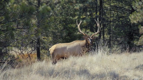 MeatEater Season 8 Episode 2 - Blue Mountain Bugles