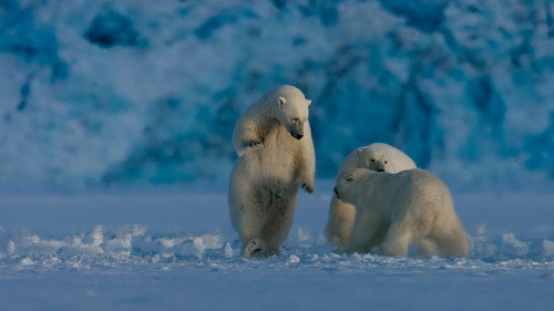 Earth at Night in Colour Season 2 Episode 6 - Polar Bear Winter