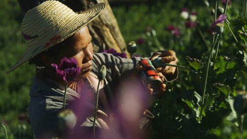Foreign Correspondent Season 25 Episode 4 - Poppyland