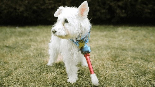 The Wizard of Paws Season 4 Episode 3 - Mission: Im-paw-sible