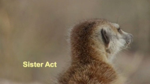 Meerkat Manor Season 3 Episode 3 - Sister Act