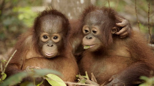 Orangutan Jungle School Season 2 Episode 9 - Dilla and Delilah
