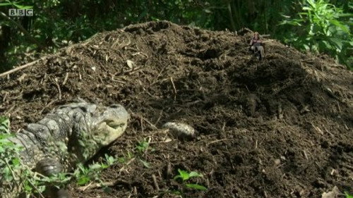 Andy's Wild Adventures Season 1 Episode 13 - Caiman