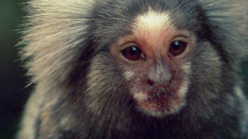 Life on Earth Season 1 Episode 12 - Life in the Trees