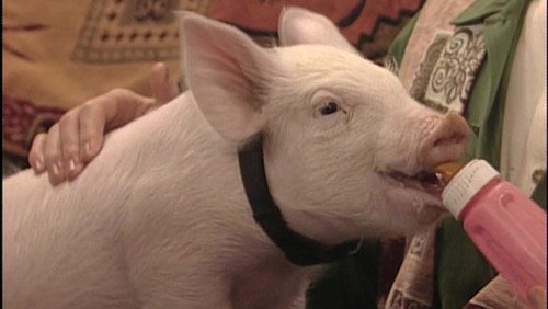 Boy Meets World Season 3 Episode 6 - This Little Piggy