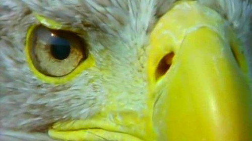 Natural World Season 22 Episode 8 - The Eagle Has Landed