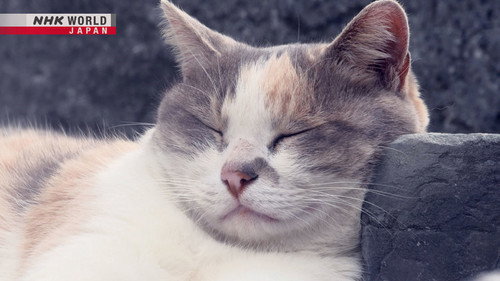A Cat's-Eye View of Japan Season 1 Episode 19 - Nagasaki: Kitties in a City of Peace