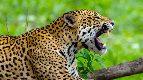 Deadly 60 Season 6 Episode 6 - Jaguar Special